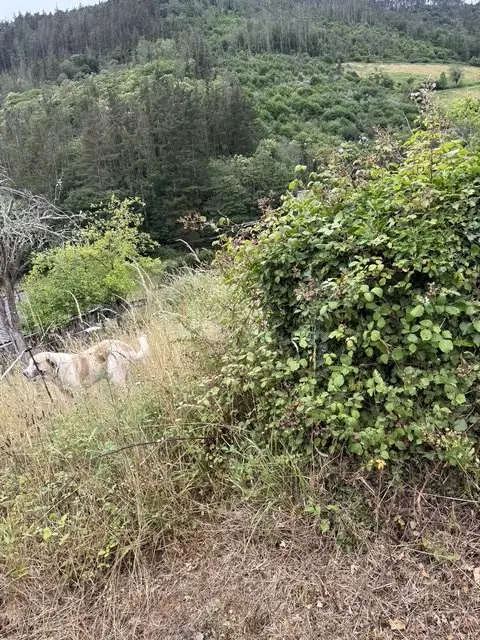 Casa de piedra con finca 7.000 m2 (Oportunidad)